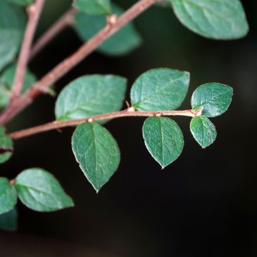 Cotoneaster dielsianus var. elegans