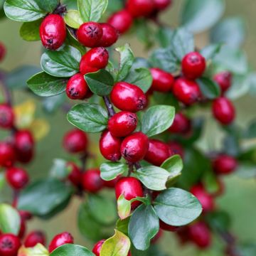 Cotoneaster divaricatus