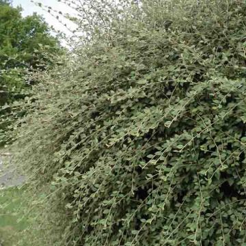 Cotoneaster franchetii