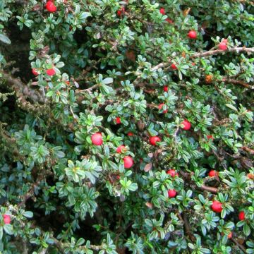 Cotoneaster integrifolius - Small-leaved Cotoneaster