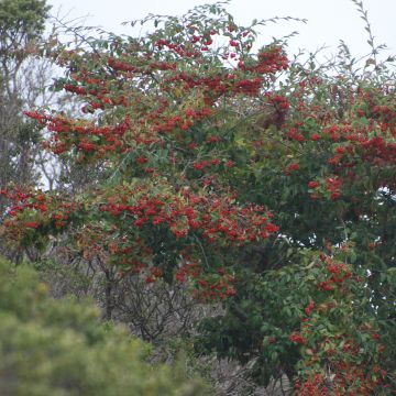 Cotoneaster lacteus - Milky Cotoneaster