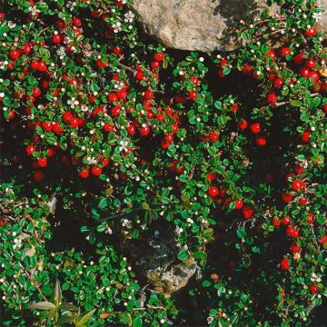 Cotoneaster procumbens Streibs Findling