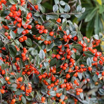 Cotoneaster simonsii - Cotonéaster de Simons