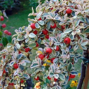 Cotoneaster suecicus Juliette