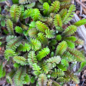 Bracteate Cotula - Leptinella squalida