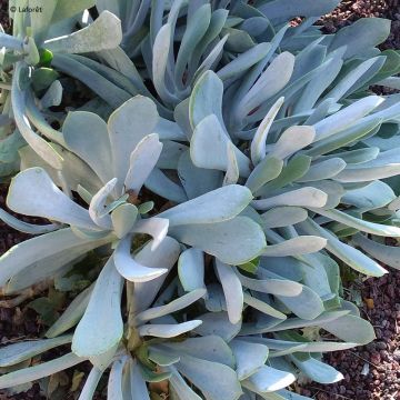 Cotyledon orbiculata Grey - Succulent