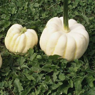 Squash Baby Boo - Curcubita pepo