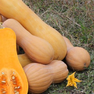 Squash Waltham Butternut - Cucurbita moschata