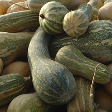 Squash Lunga di Napoli - Cucurbita moschata