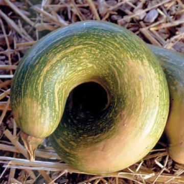 Courge Trombocino d'Albinga Bio - Ferme de Sainte Marthe