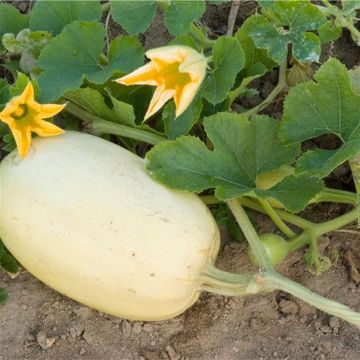 Squash Vegetable Spaghetti - Ferme de Sainte Marthe Seeds