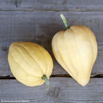 Cucurbita pepo Thelma Sanders - Organic