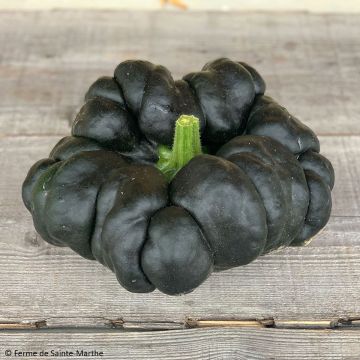 Cucurbita moschata Heipijiangbinggua