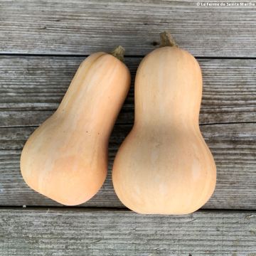 Cucurbita moschata Nutterbutter