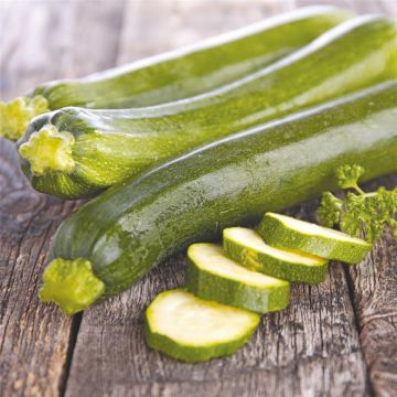 Courgette Alberello di Sarzana - Ferme de Sainte Marthe Seeds