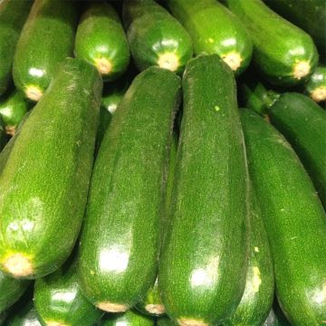 Zucchini Diamant F1 - Cucurbita pepo