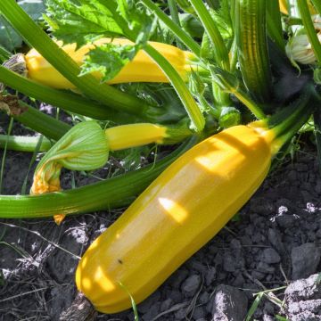 Courgette Easy Pick Gold F1 en mini-mottes