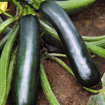 Zucchini Easy Pick Green F1 plants - Cucurbita pepo