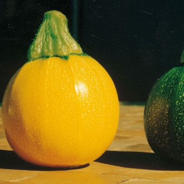 Zucchini Jaune One Ball - Cucurbita pepo
