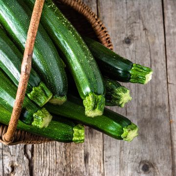 Zucchini Venus F1 - Cucurbita pepo