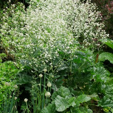 Crambe cordifolia - Greater Sea Kale