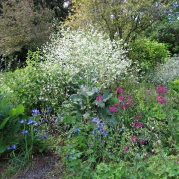 Crambe orientalis Morning Snow - Flowering Sea Kale