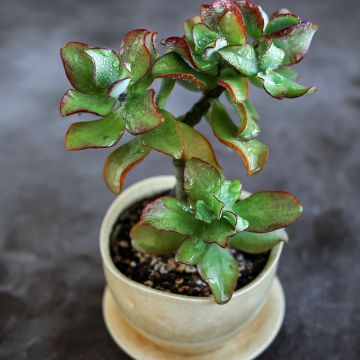 Crassula arborescens Curly Grey