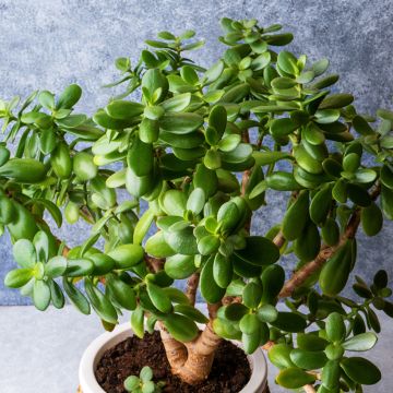 Jade plant - Crassula ovata