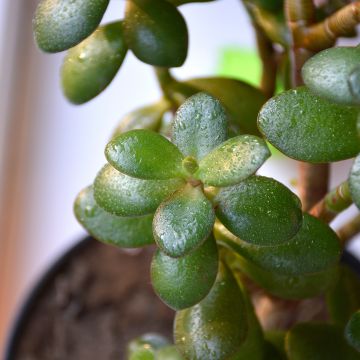 Crassula ovata Minor