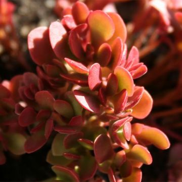 Crassula radicans Small Red