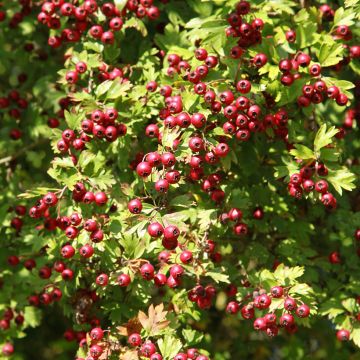 Crataegus azarolus - Hawthorn