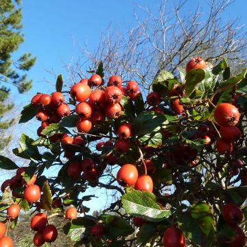 Crataegus grignonensis - Hawthorn