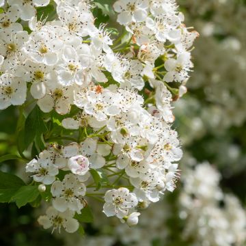 Crataegus laevigata - Hawthorn