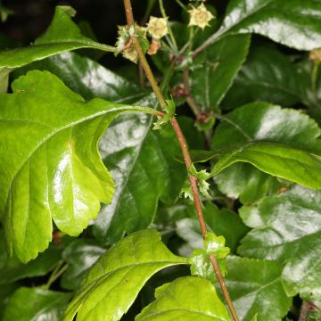 Crataegus laevigata Auriculata - Hawthorn