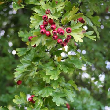 Crataegus monogyna Stricta - Hawthorn