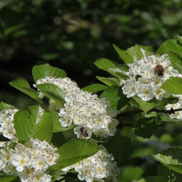 Crataegus prunifolia Splendens - Hawthorn