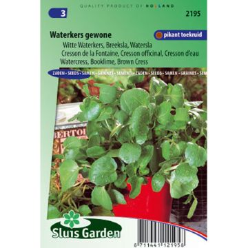 Watercress - Nasturtium officinale