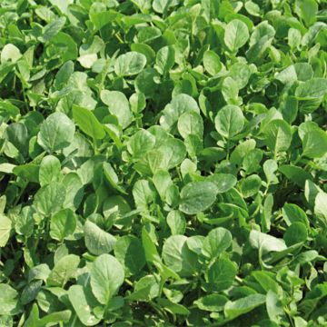 Organic Garden Cress - Barbarea verna