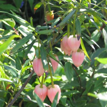 Crinodendron hookerianum Ada Hoffman