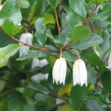 Crinodendron patagua