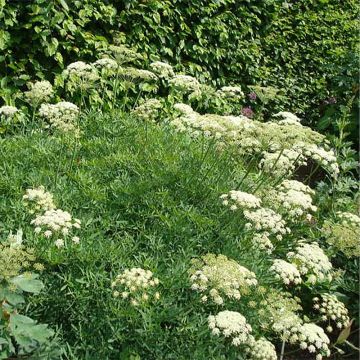 Crithmum maritimum