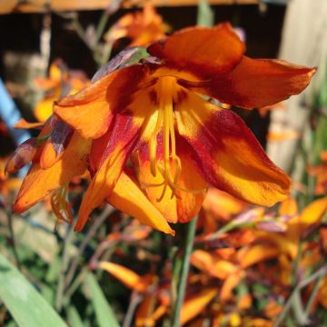 Crocosmia Emily McKenzie - Montbretia