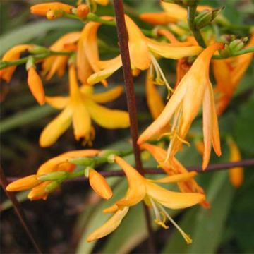 Crocosmia George Davison - Montbretia