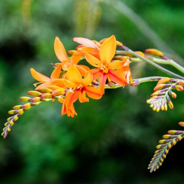 Crocosmia Zambesi - Montbretia