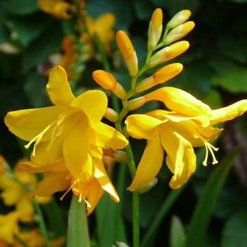 Crocosmia Buttercup - Montbretia