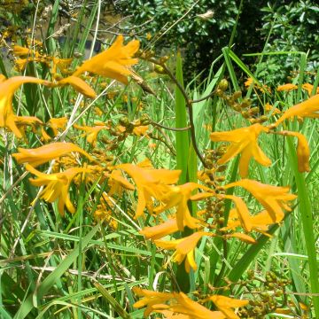 Crocosmia Norwich Canary - Montbretia