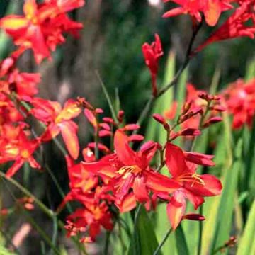 Crocosmia Zeal Tan - Montbretia