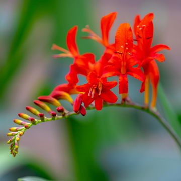 Crocosmia Lucifer - Montbretia