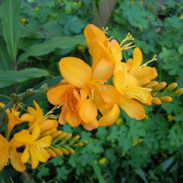 Crocosmia Paul’s Best Yellow - Montbretia