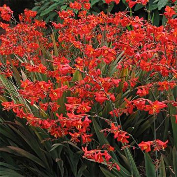 Crocosmia Saracen - Montbretia